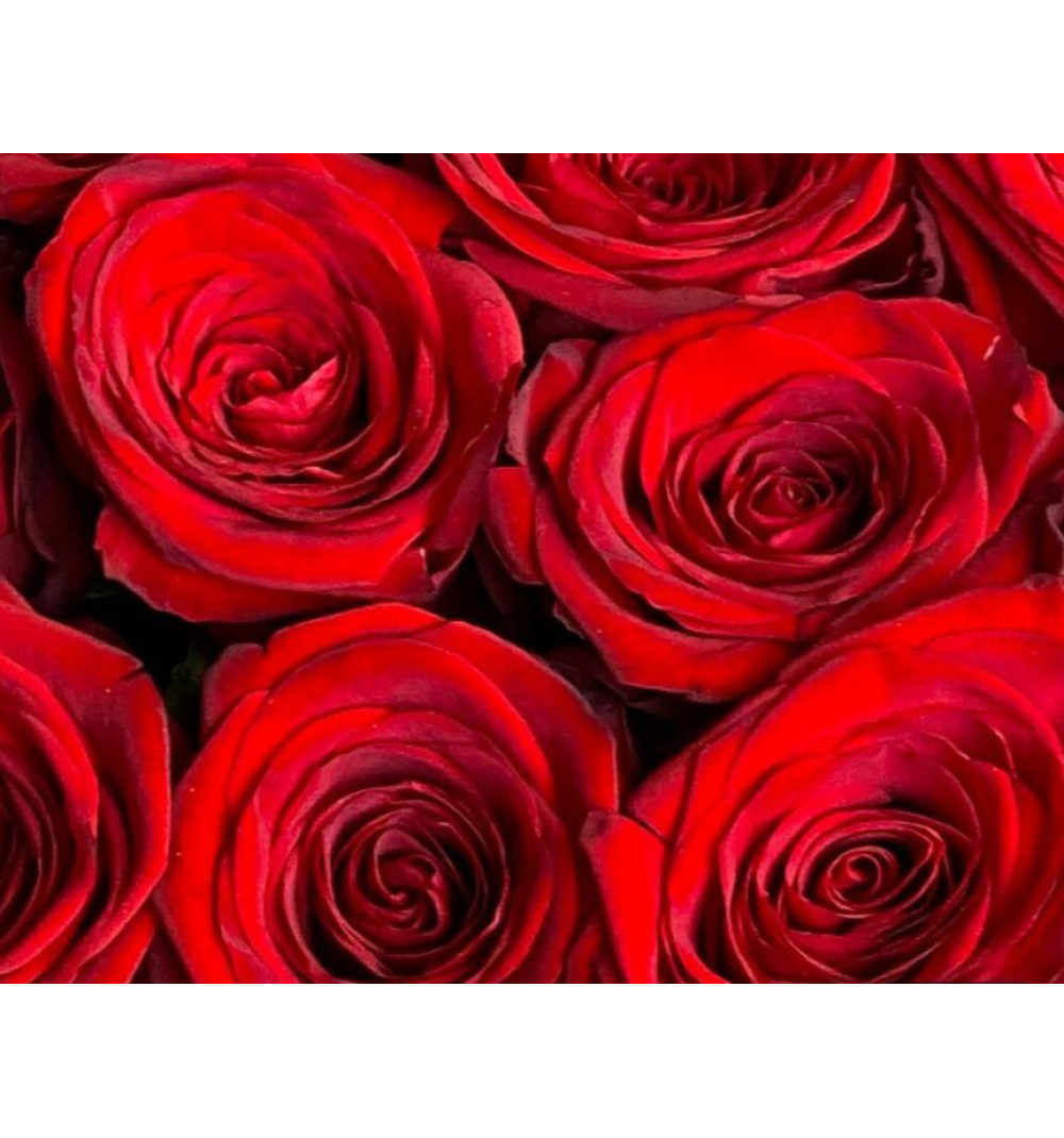 Красные Розы Россия 21 шт